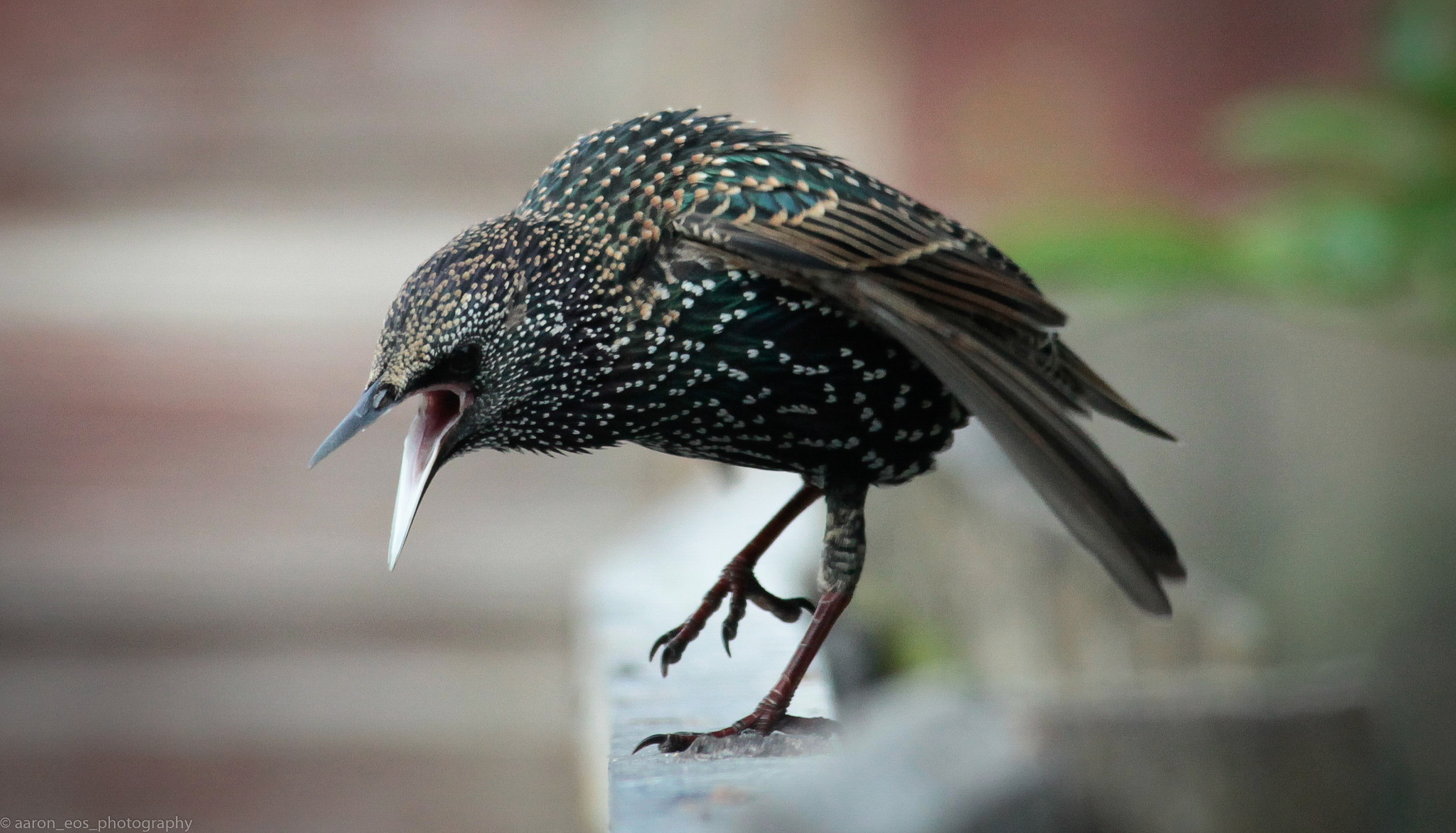 Diseases associated with Pigeons, Starlings & English Sparrows