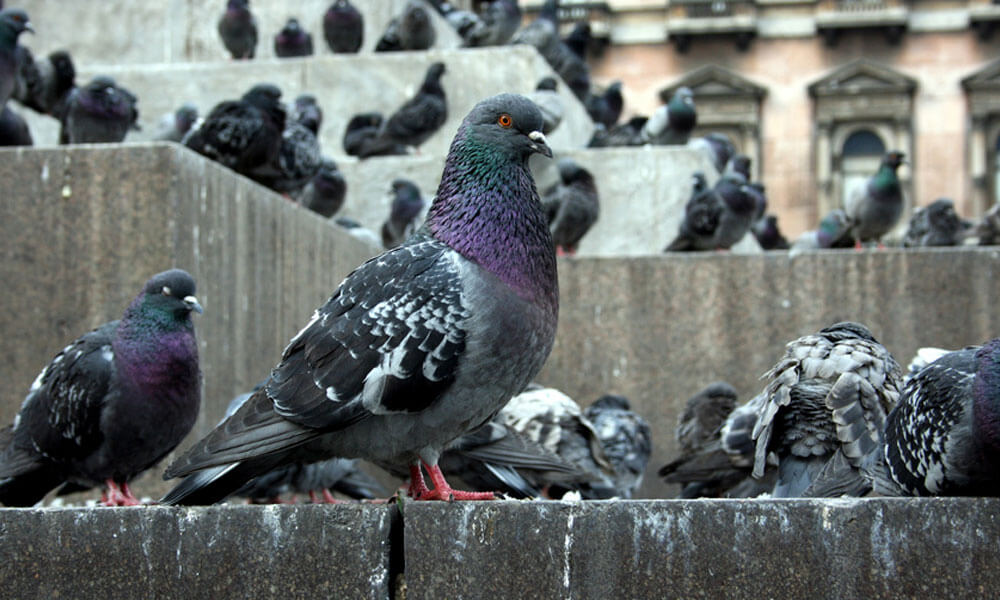Do You Have Pest Birds On Your Premises?